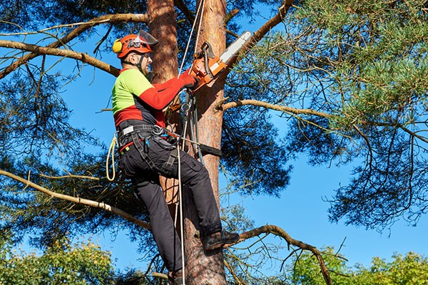 Élagage abattage d'arbres avant de construire une maison