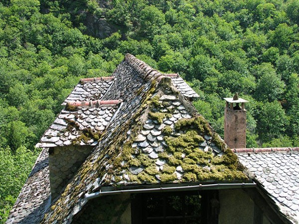 toiture-maison-ancienne-mousse